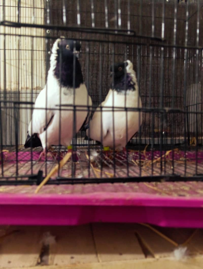 nun breeder pair 0