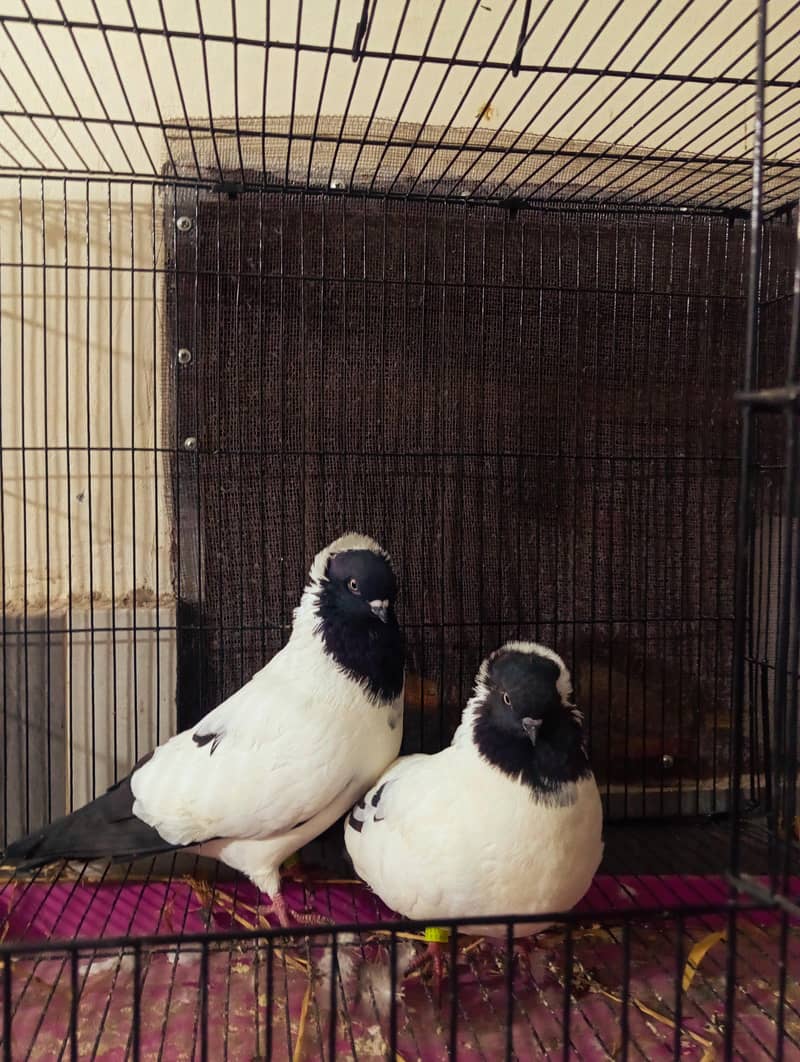 nun breeder pair 1