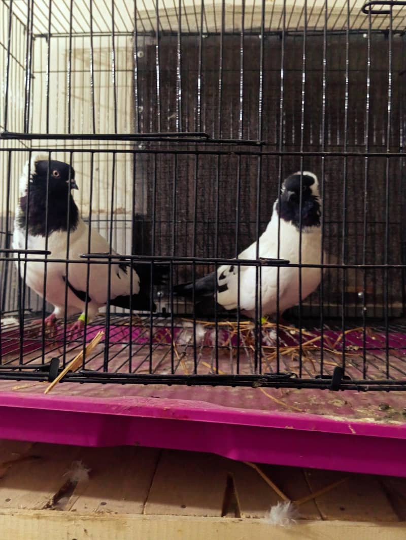 nun breeder pair 2