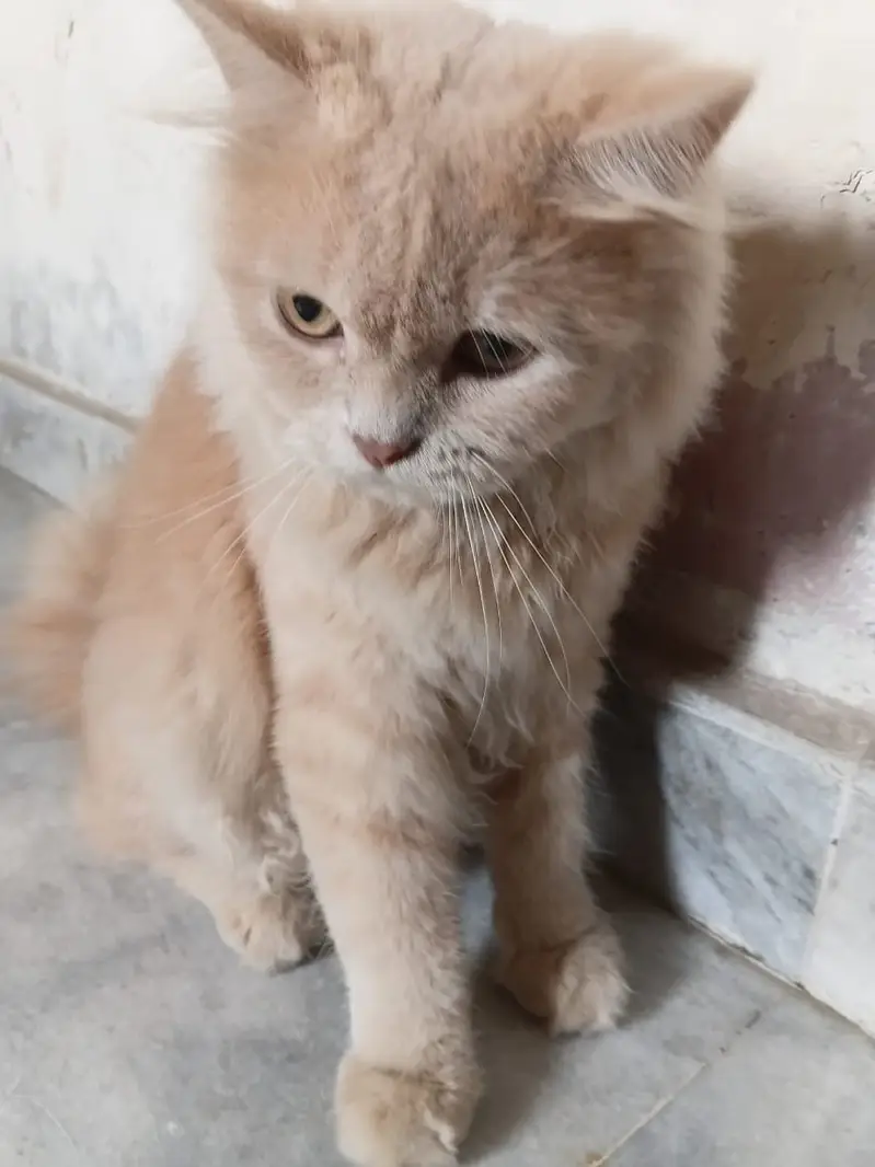 2 Male Persian Cats for Sale | White & Brown | Fluffy Cats — photo 5