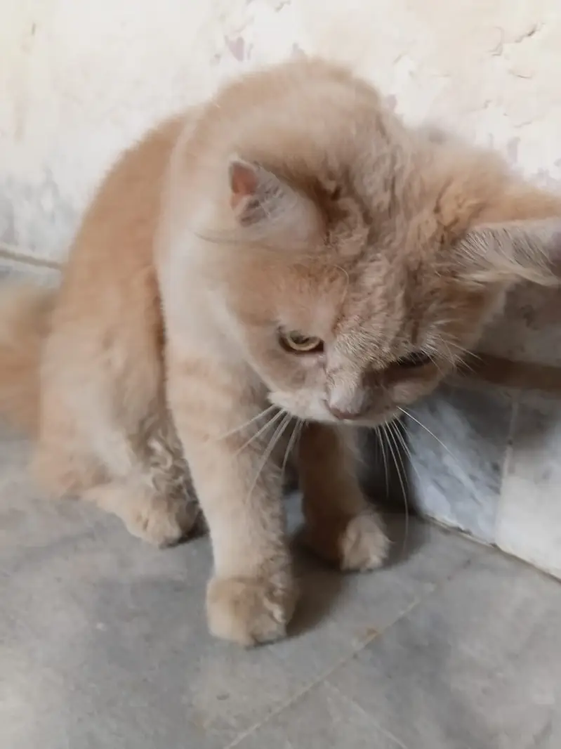 2 Male Persian Cats for Sale | White & Brown | Fluffy Cats — photo 6