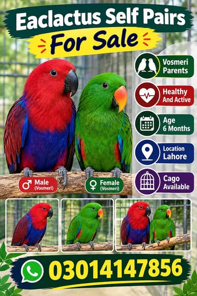 Grand Eclectus Tame Self Pair For Sale