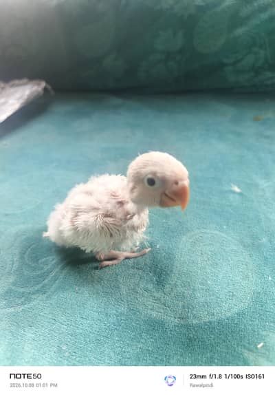lovebird chick for tame