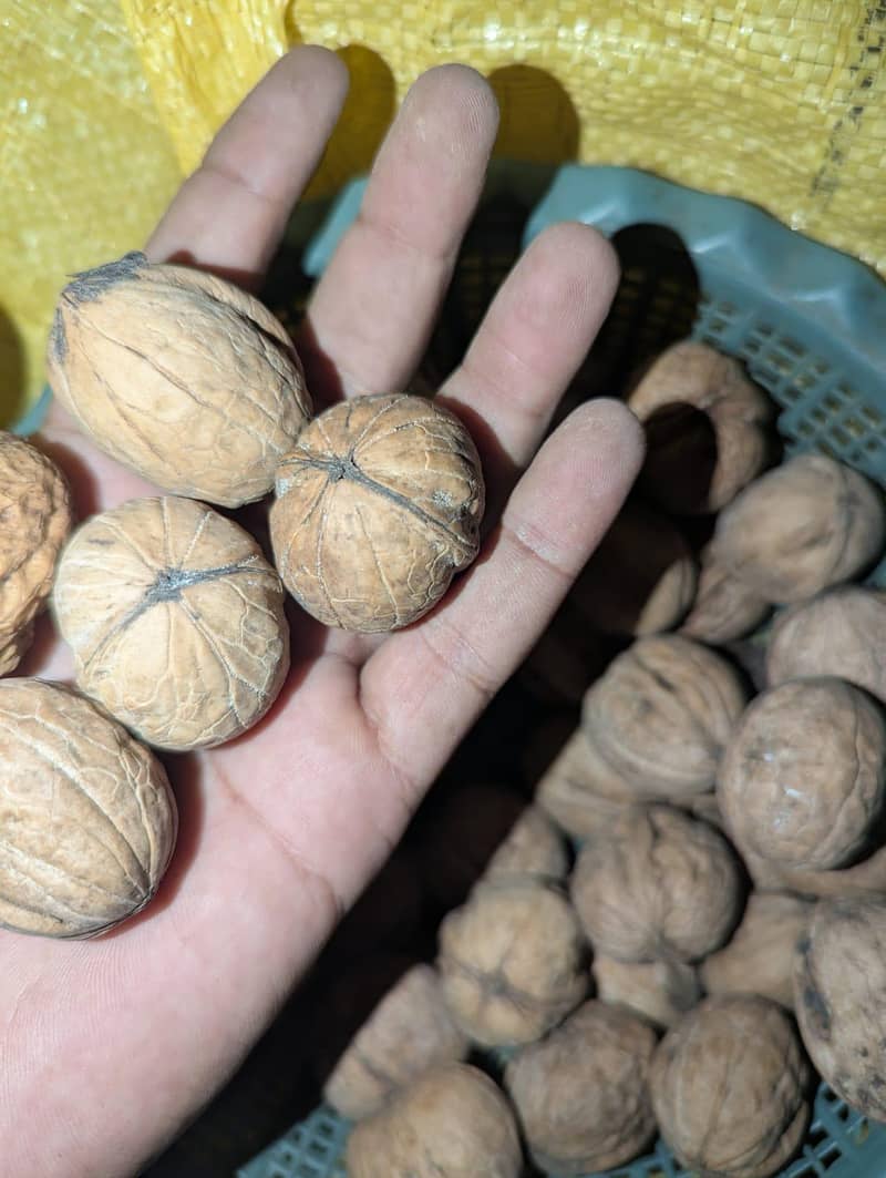 100% Desi Walnut 1