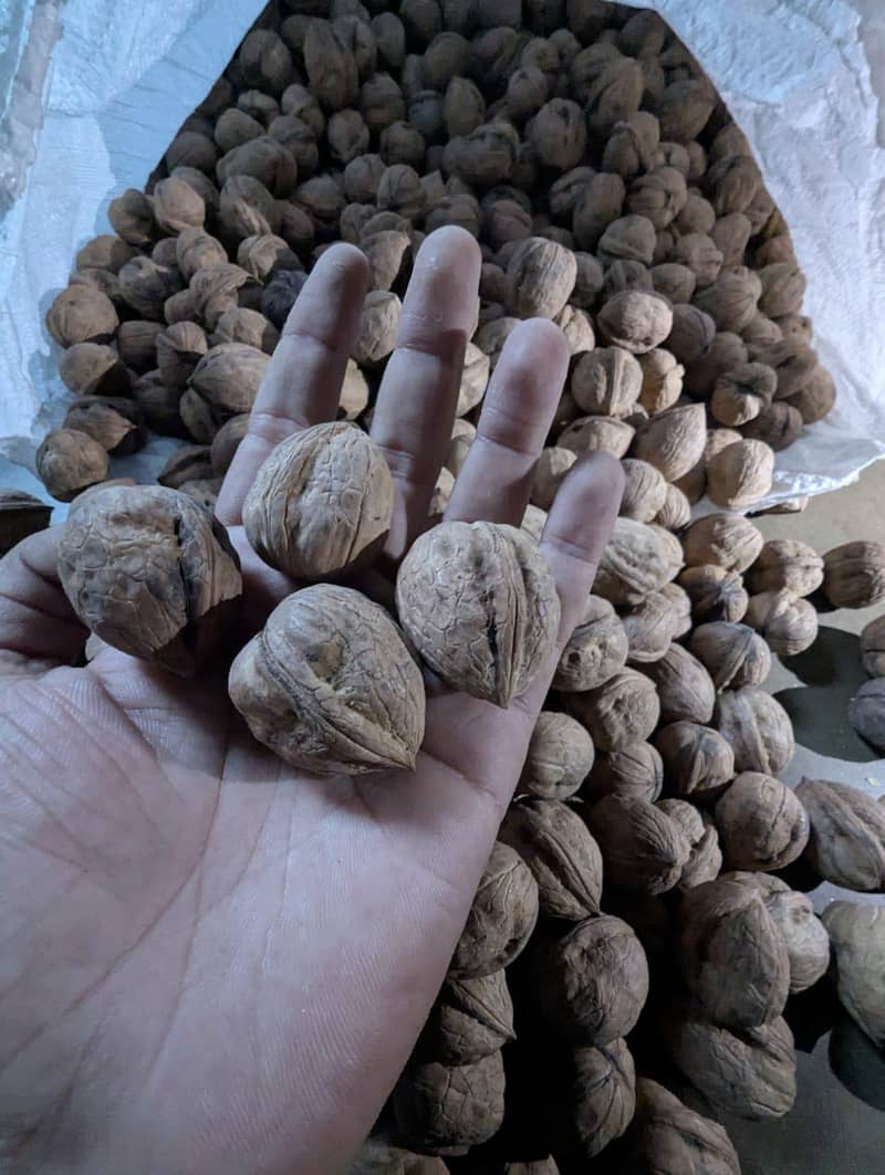 100% Desi Walnut 3