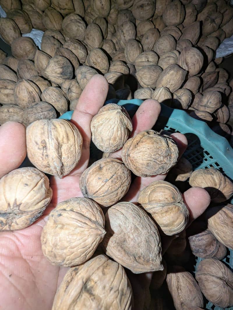 100% Desi Walnut 4