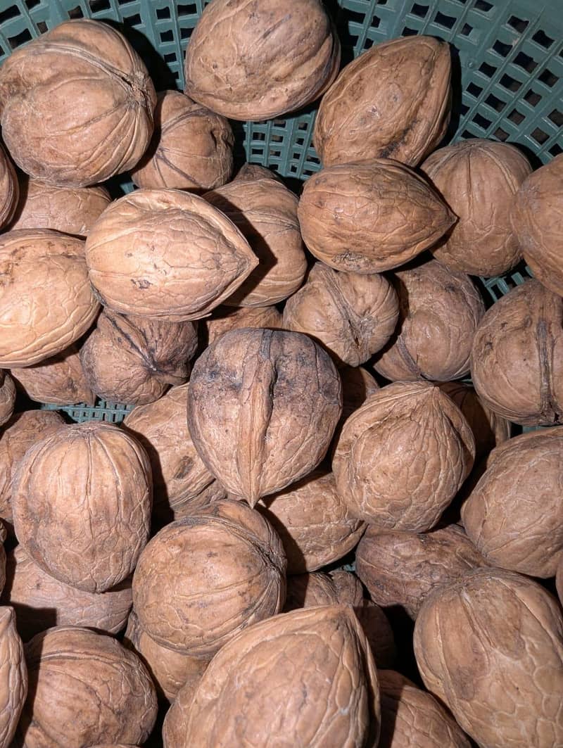 100% Desi Walnut 5