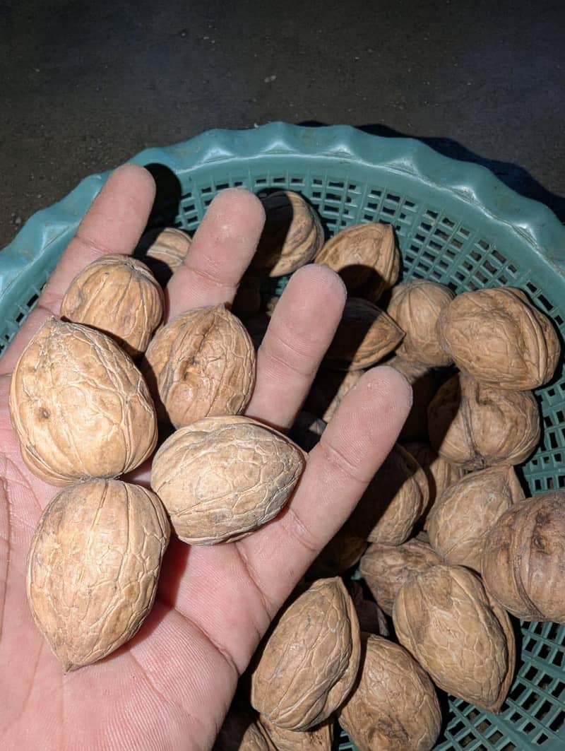 100% Desi Walnut 6