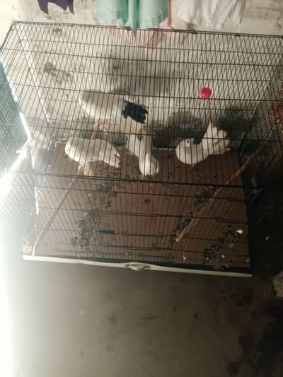 lucky Pigeon birds