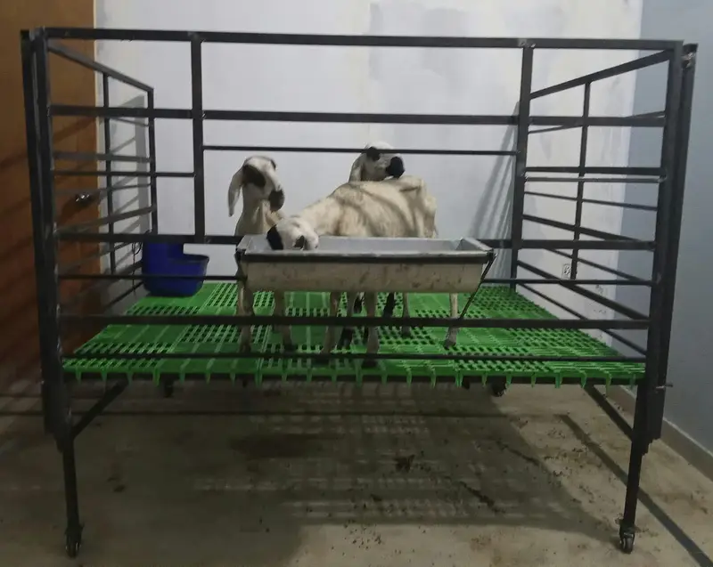 Premium Goat / Sheep Stand Enclosure (Brand New) — photo 3