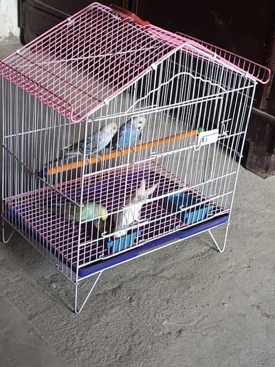 small parrots