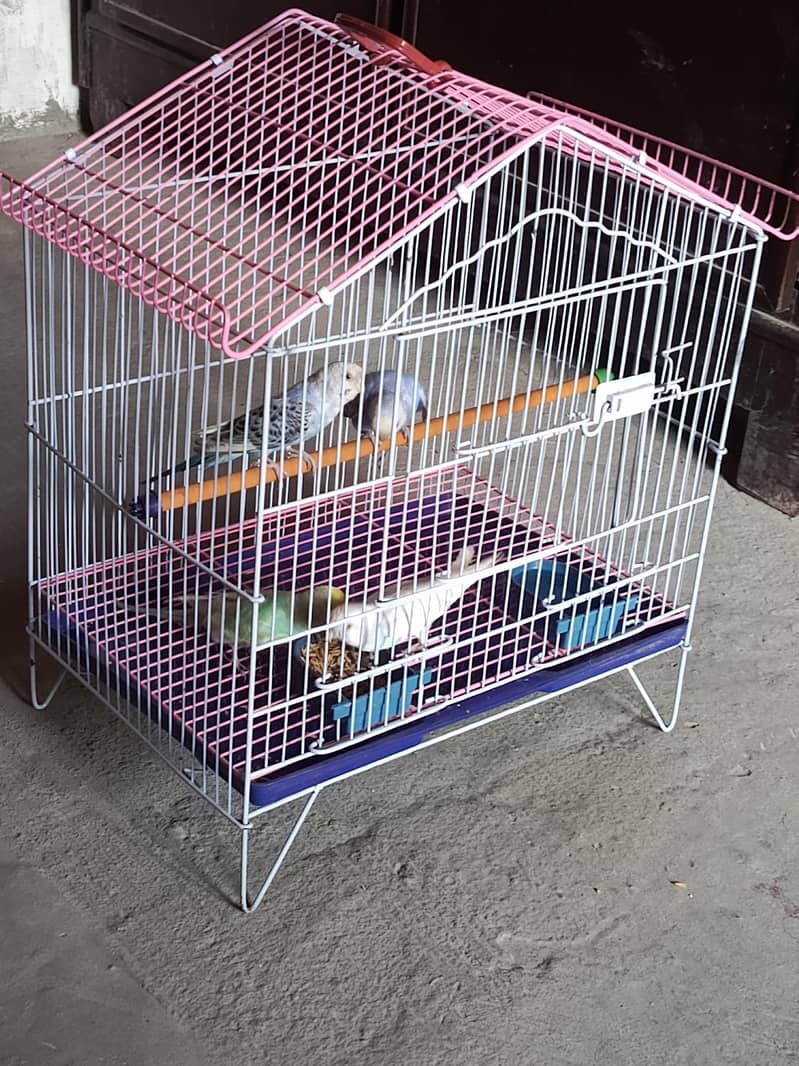 small parrots 1