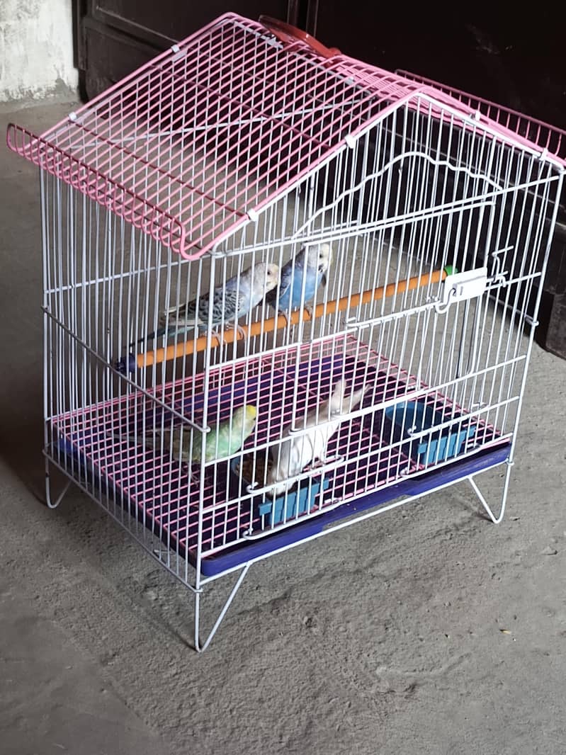 small parrots 2