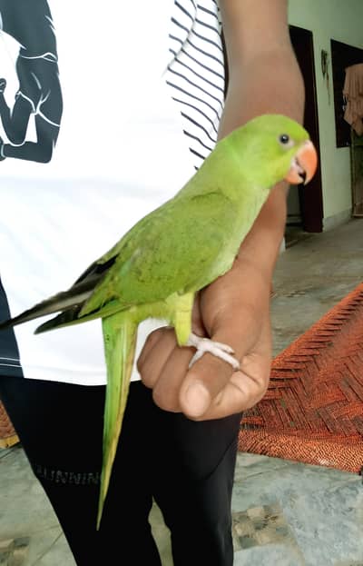 Kashmiri talking parrot Male