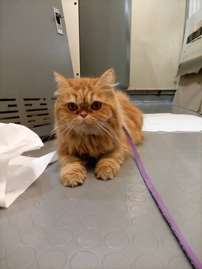 Persian cat Triple coat Punch face
