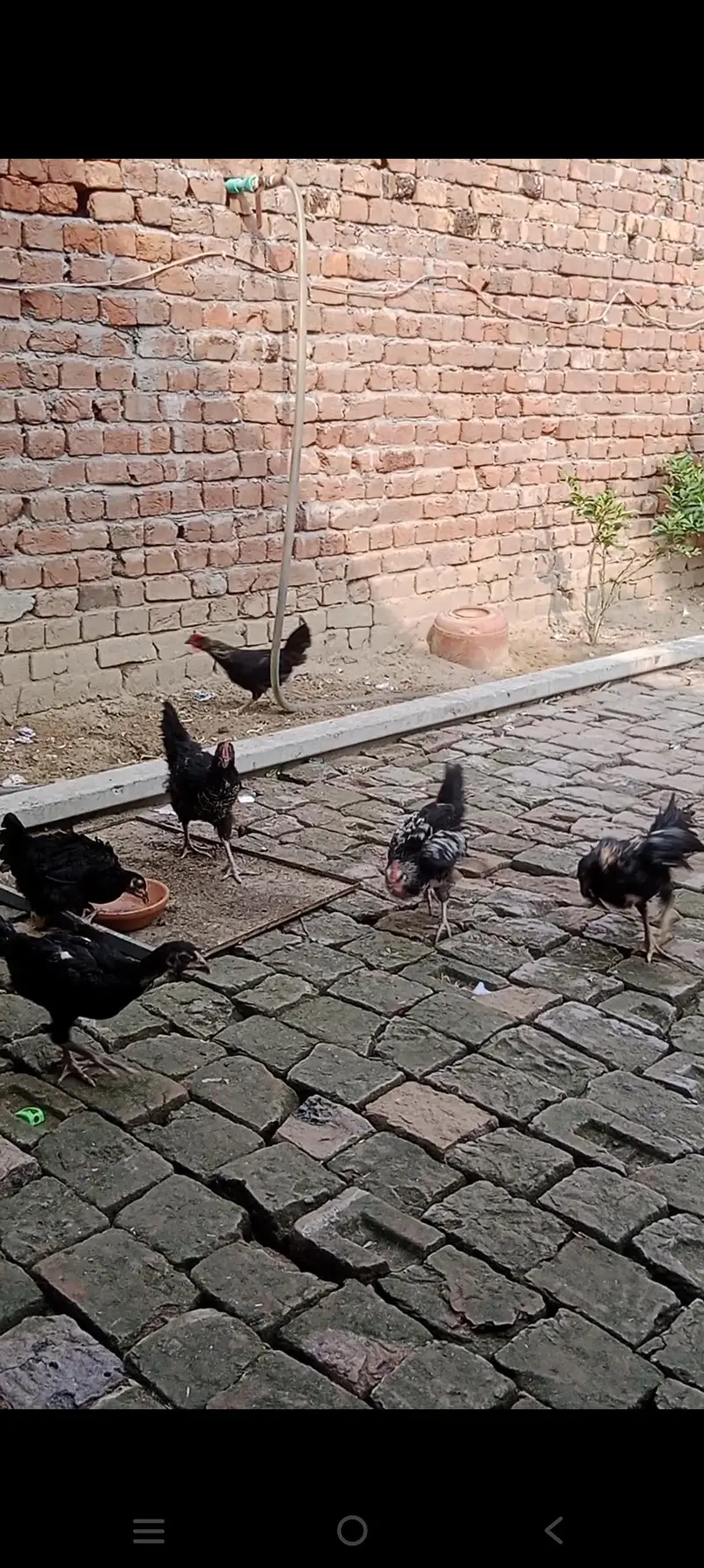 dasi pathy pathyan — photo 2