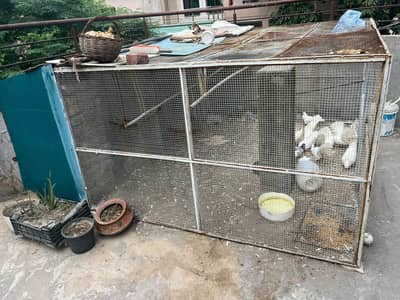 pigeon cage