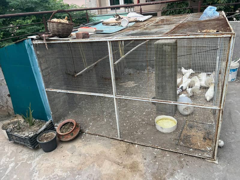 pigeon cage 0