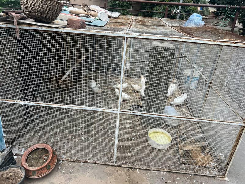pigeon cage 1