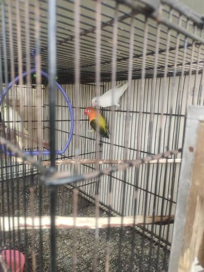 Albino x Euwing breeder pair for sale with egg &box