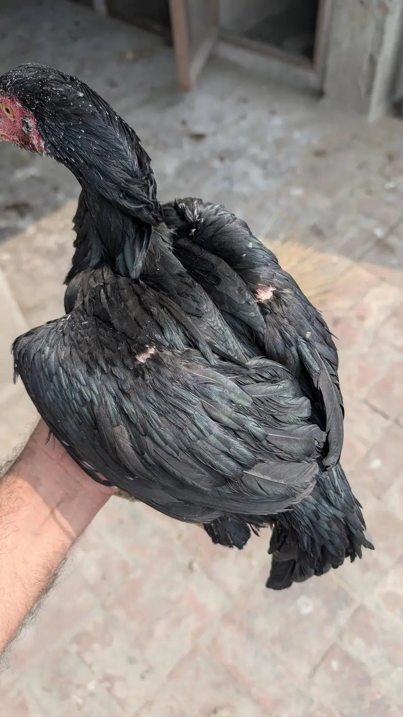 japanese pakoye females — photo 12