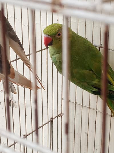 Cocktail Male