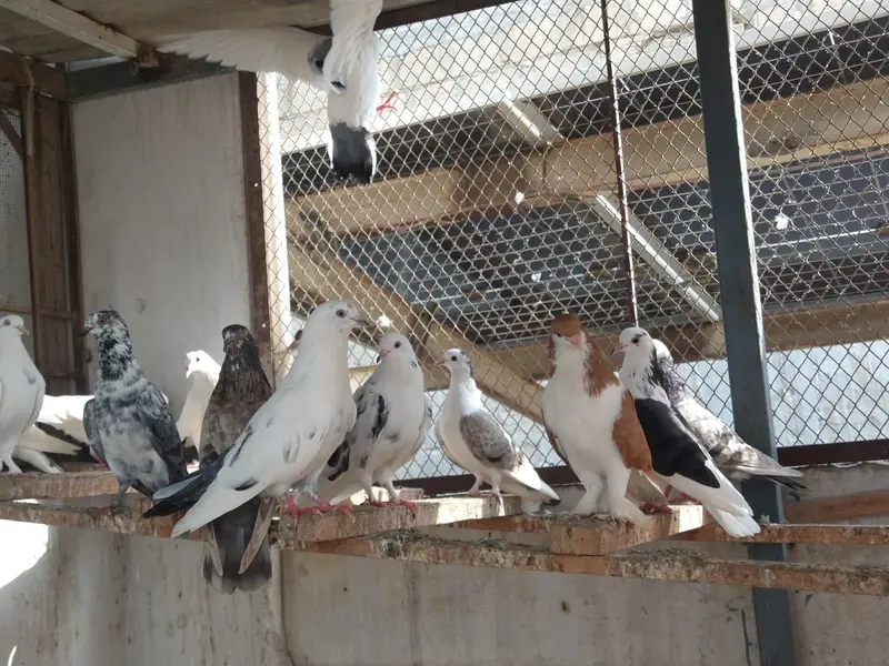 pigeon for sale — photo 2