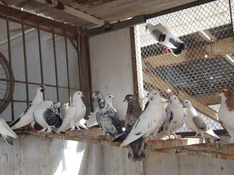 pigeon for sale — photo 3