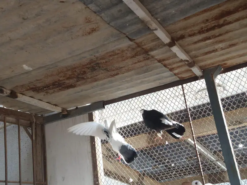pigeon for sale — photo 4