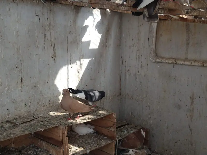 pigeon for sale — photo 5