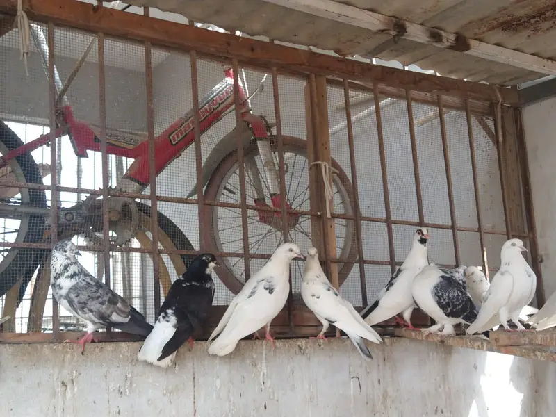 pigeon for sale — photo 6