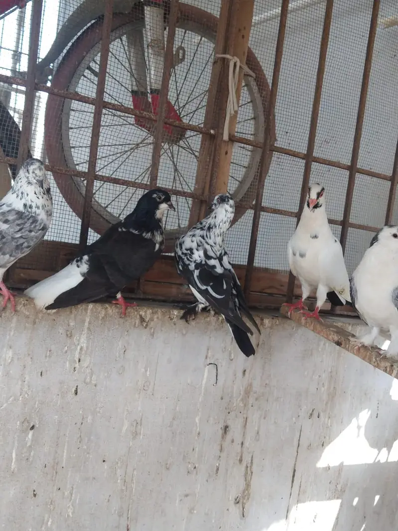 pigeon for sale — photo 9