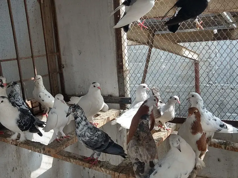 pigeon for sale — photo 10