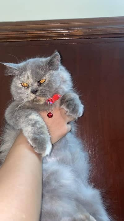 Persian cat Persian adult