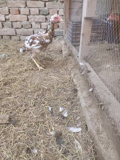 Aseel Hen for breeding