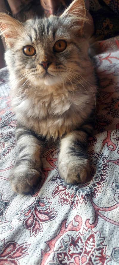 Persian male kitten