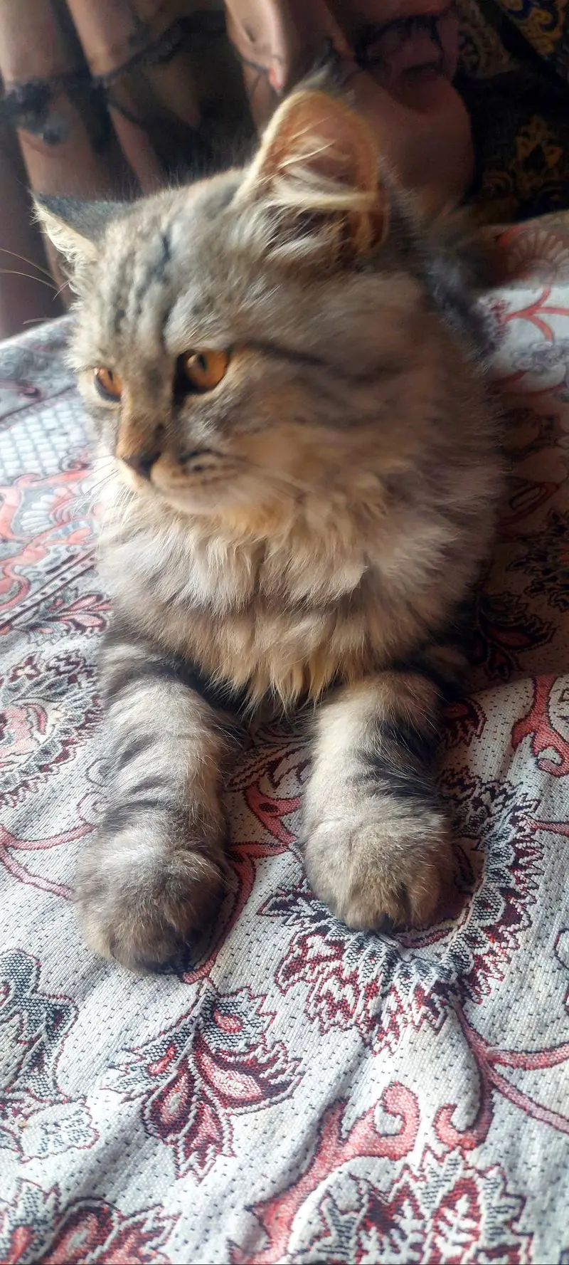 Persian male kitten — photo 2