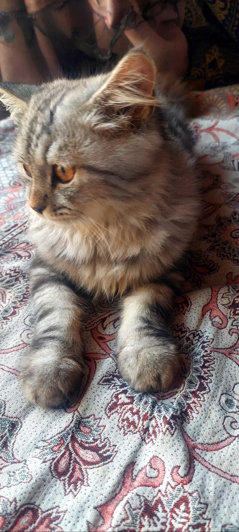 Persian male kitten — photo 3