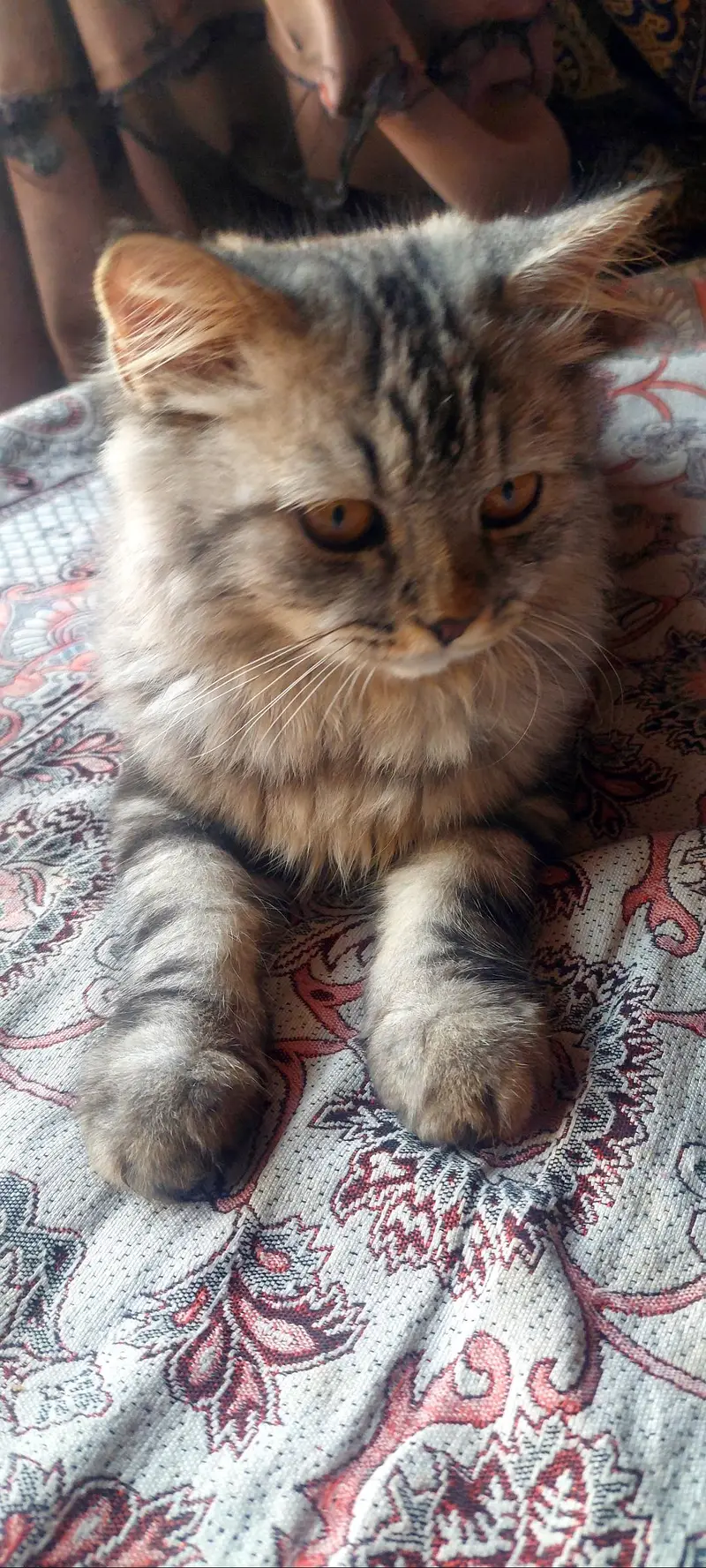 Persian male kitten — photo 4