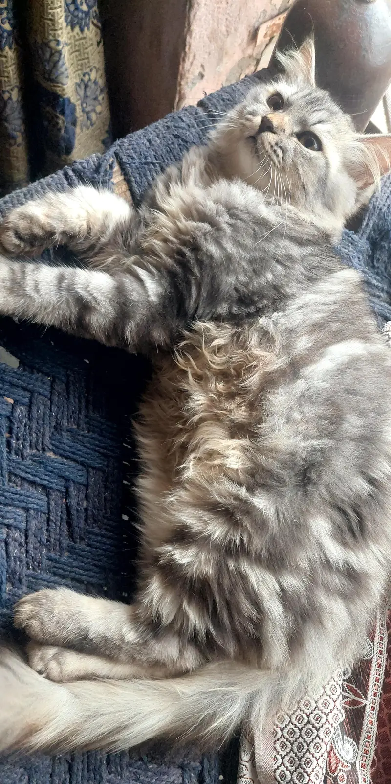 Persian male kitten — photo 5
