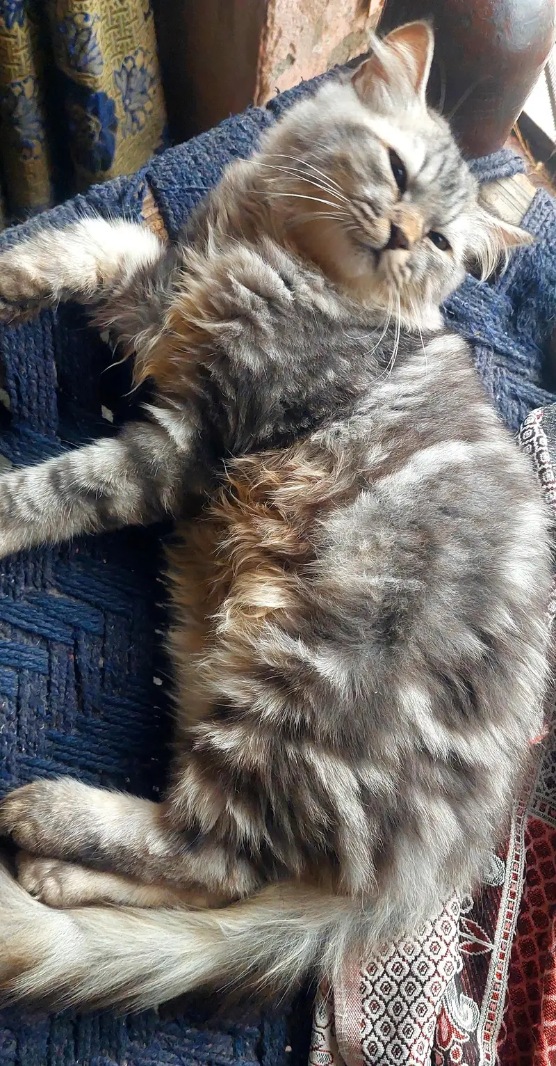 Persian male kitten — photo 6