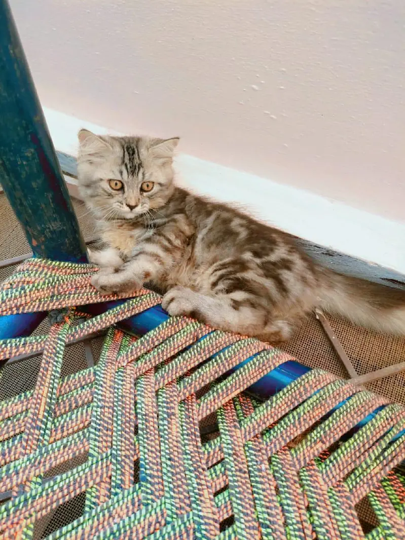 Persian male kitten — photo 9