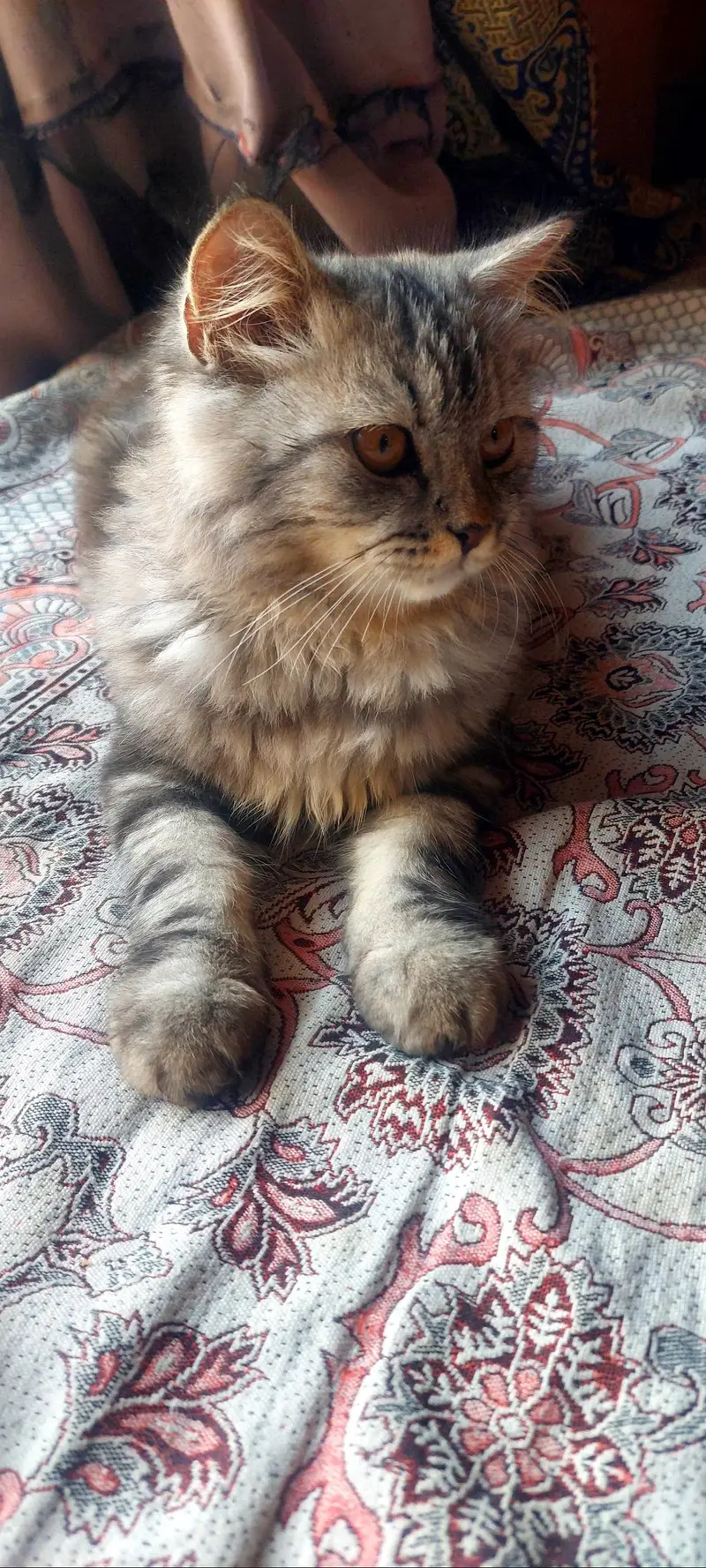 Persian male kitten — photo 10
