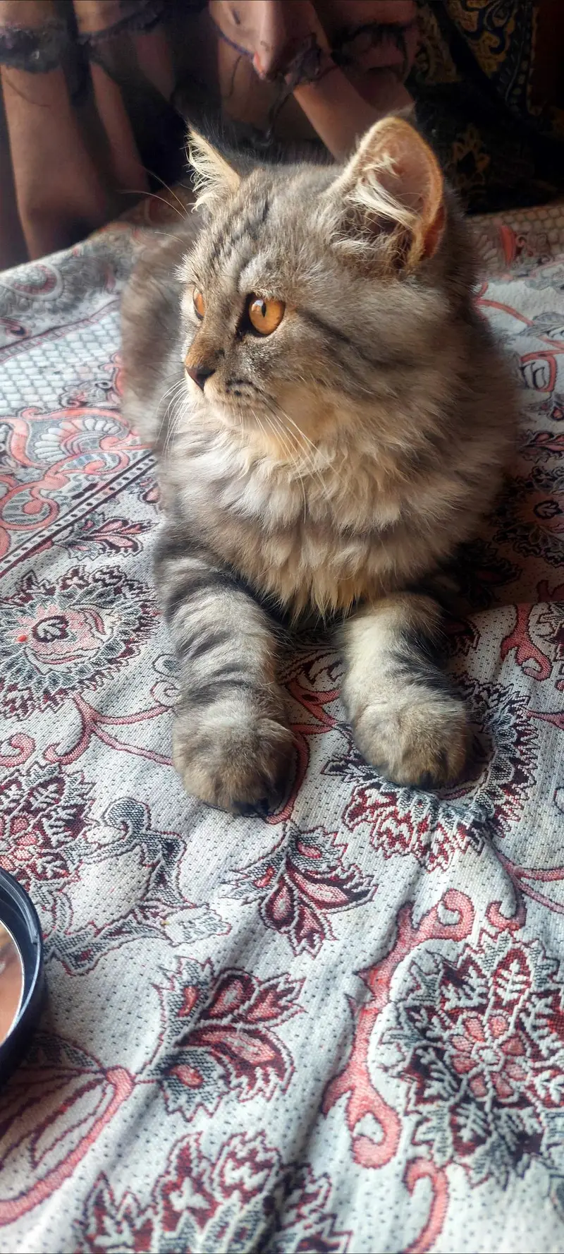 Persian male kitten — photo 11
