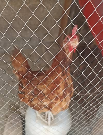 Desi Murgha and Hybrid RIR Hen For Sale.