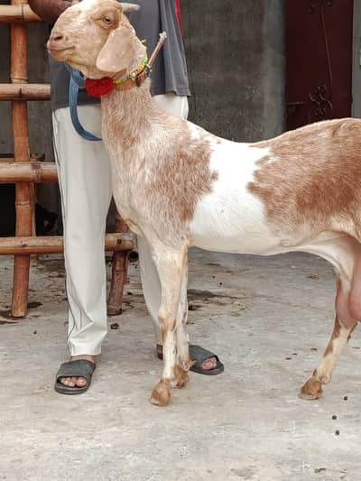 Desi Bakri with Female path