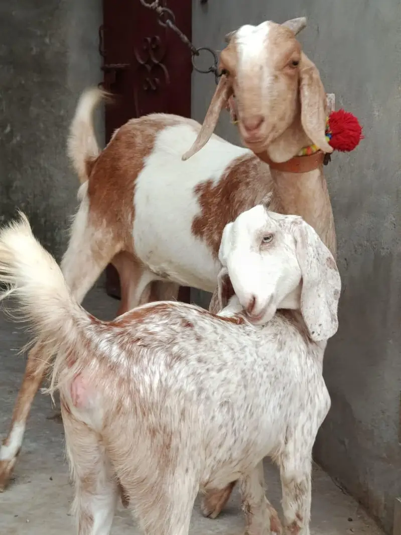 Desi Bakri with Female path — photo 2