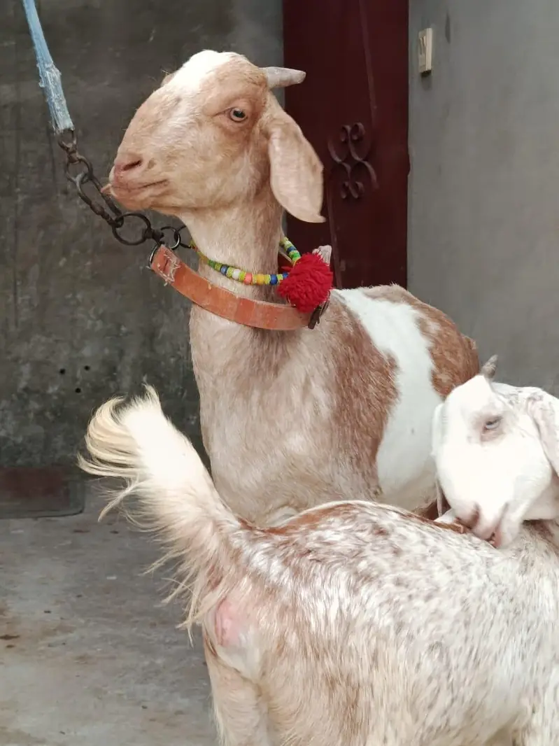 Desi Bakri with Female path — photo 3