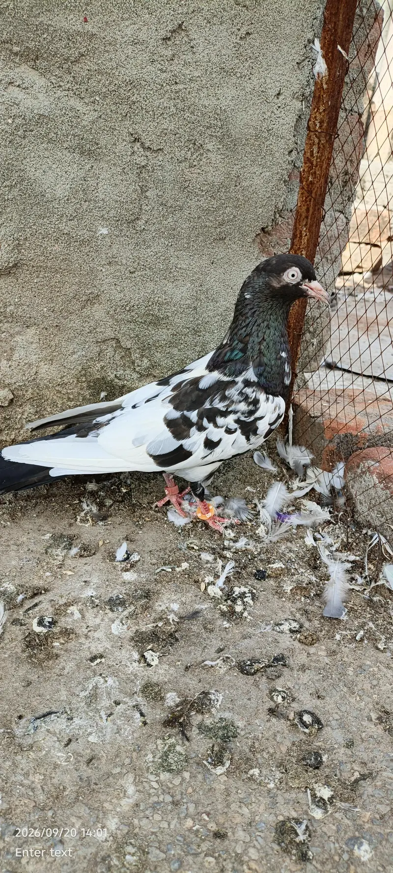 very good kabootar — photo 2