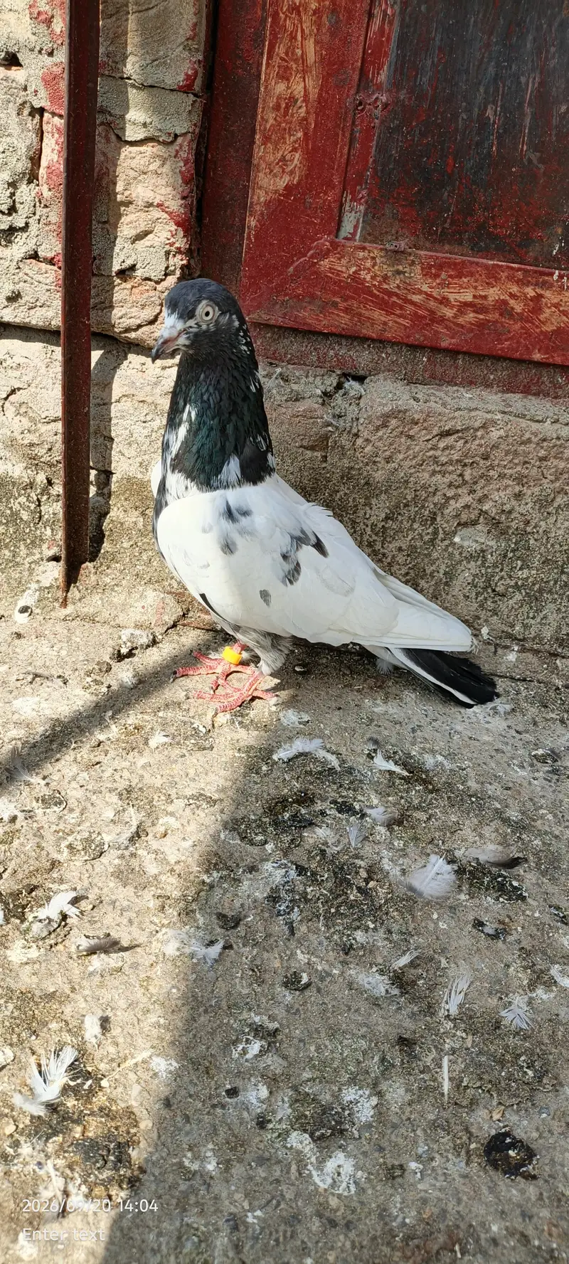 very good kabootar — photo 3